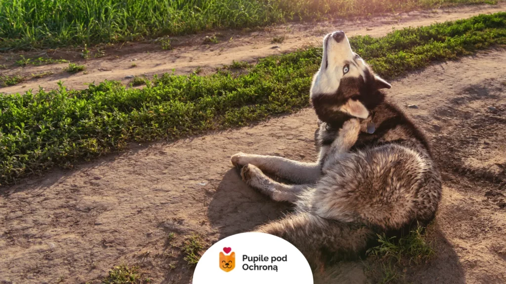 Pies rasy husky siedzi na piaszczystej drodze i drapie się po szyi, próbując usunąć pchły u psa z gęstej sierści.