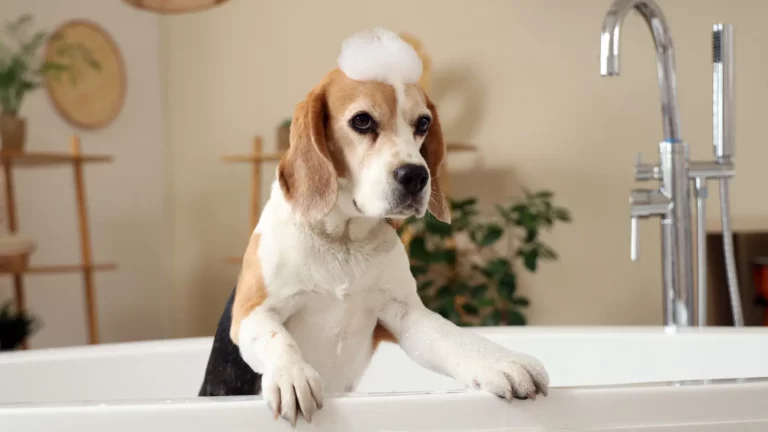 Pies rasy beagle w kąpieli z pianą na głowie – ważna higiena u psa.