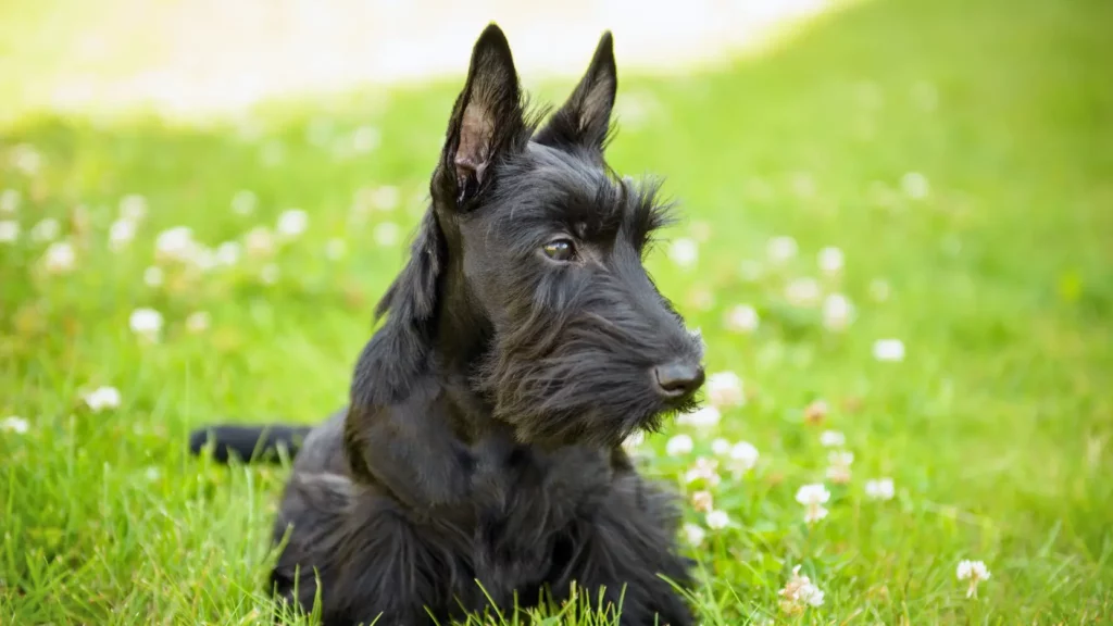 Czarny terrier szkocki odpoczywający w zielonej trawie
