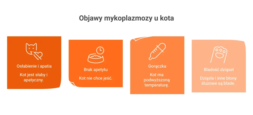 Infografika przedstawiająca najczęstsze objawy mykoplazmozy u kota.
