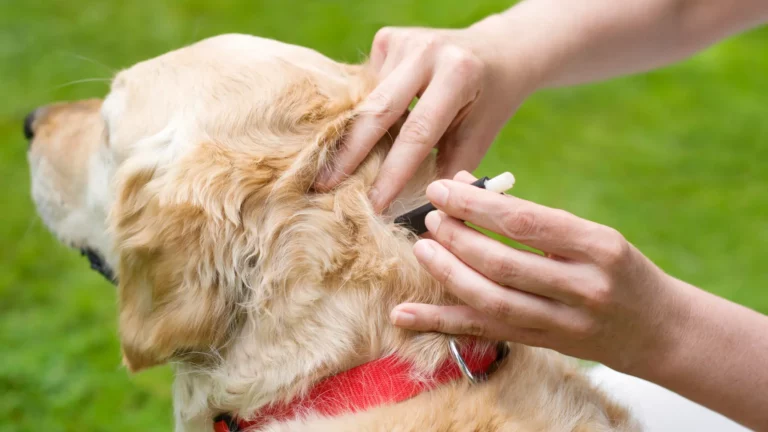 Bezpieczne usuwanie kleszcza u psa – profilaktyka i kontrola skóry po spacerze.