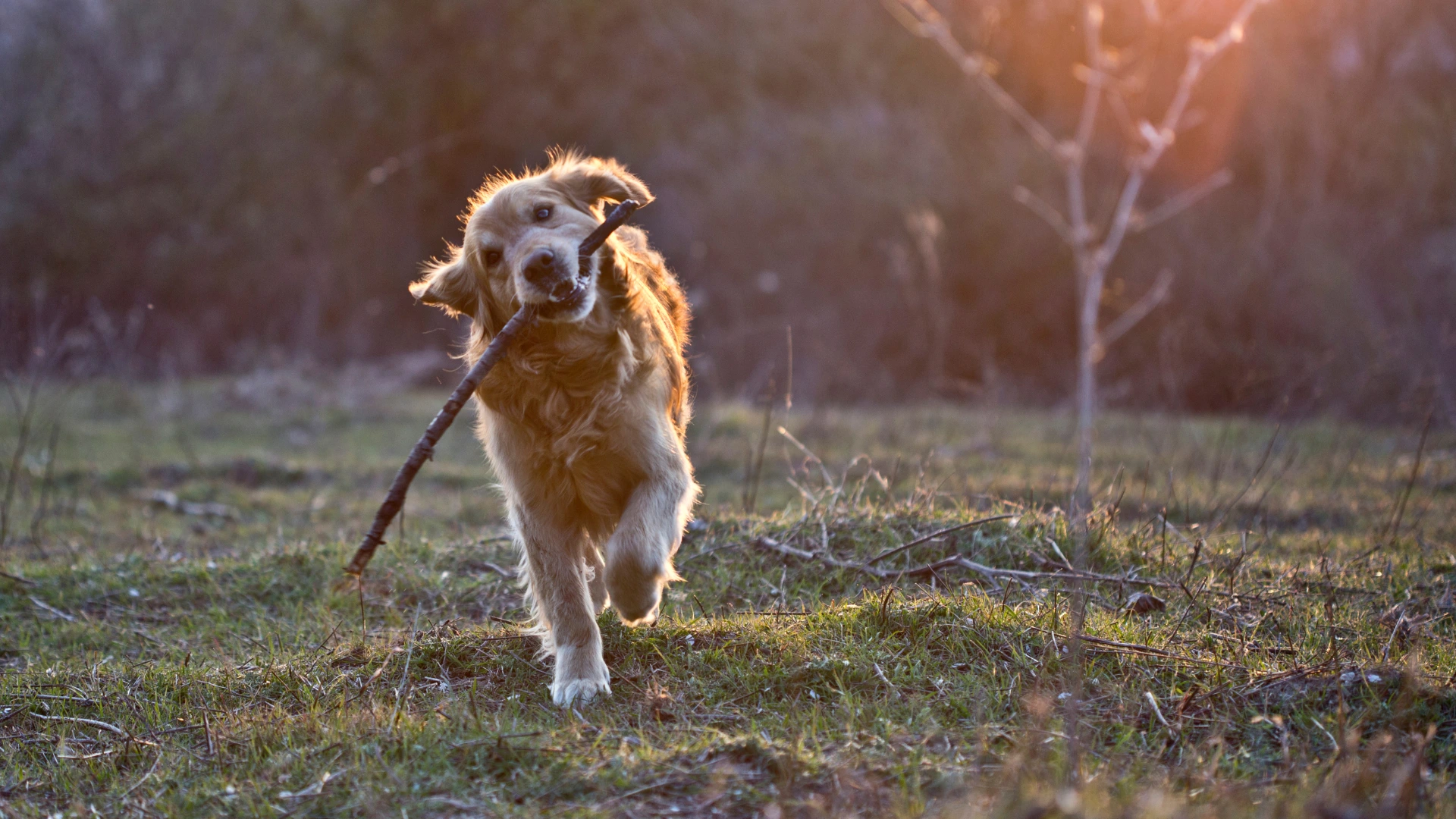 Zadowolony golden retriever biega z patykiem w pyszczku, ważna ochrona psa przed owadami.