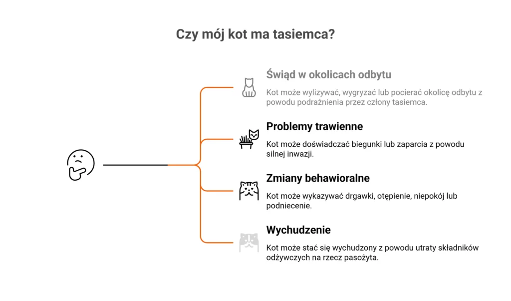 Tasiemiec u kota - objawy