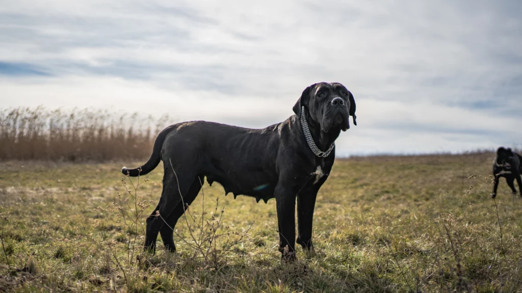Czarny pies rasy cane corso stojący na polu w słoneczny dzień.