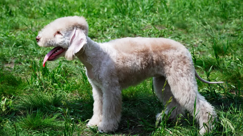 Pies rasy Bedlington terrier stojący na zielonym trawniku w słoneczny dzień