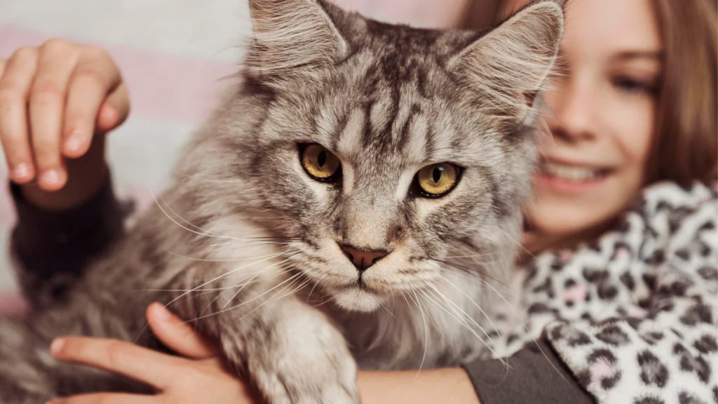 Szary kot Maine Coon na rękach uśmiechniętej dziewczyny.