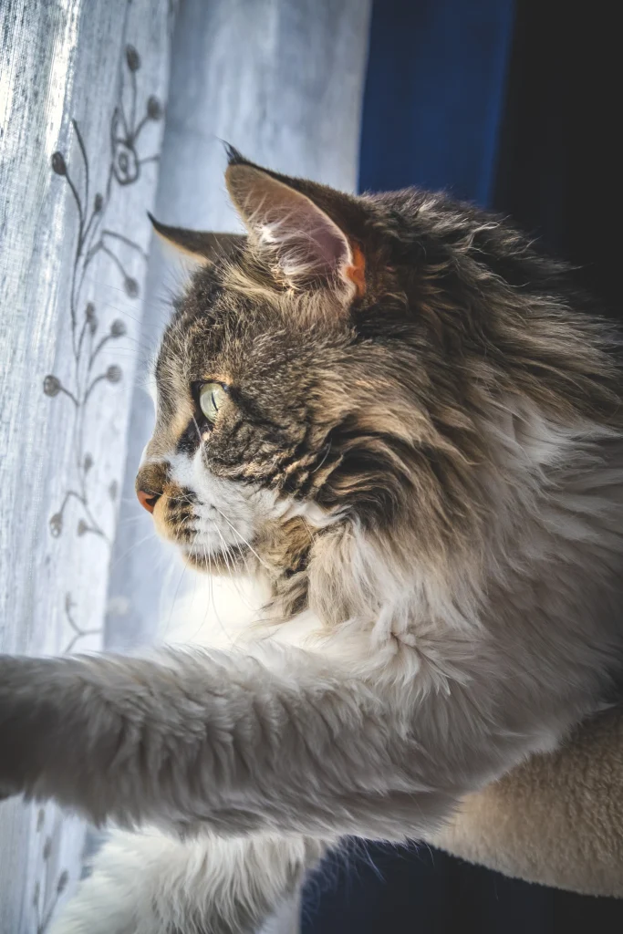 Puszysty kot Maine Coon wygląda przez okno i dotyka łapą firanki. Ponieważ każdy kot Maine Coon jest naturalnie ciekawski i uwielbia takie punkty obserwacyjne, należy odpowiednio zabezpieczyć dom.